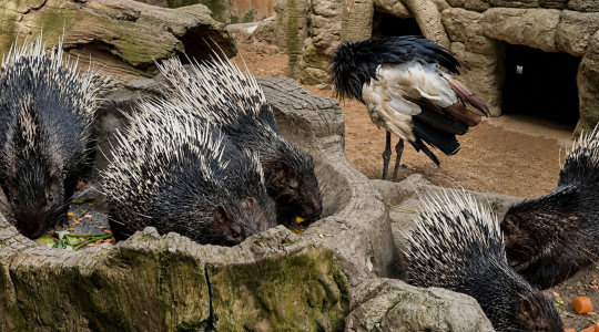 ふれあい動物園「Farm_in_the_City」